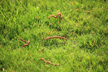 güzel Yeşil çimenler, mükemmel arka plan kesmek