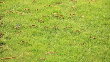 güzel Yeşil çimenler, mükemmel arka plan kesmek