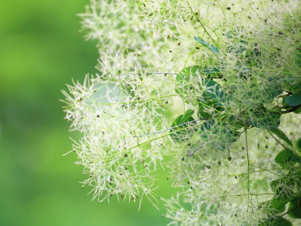 Green flower Cotinus coggygria or Smoketree — Stock Photo, Image