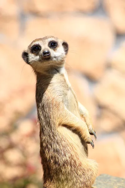 Animal Alert meerkat (Suricata suricatta) standing on guard — Stock Photo, Image