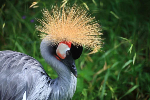 African Crowned Crane crested — Stock Photo, Image