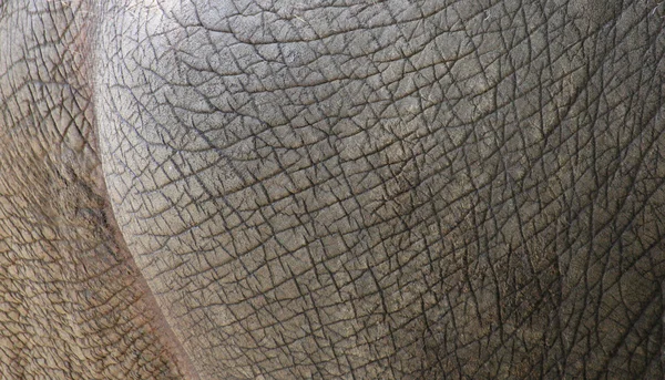 Elefante pele fundo textura animal — Fotografia de Stock