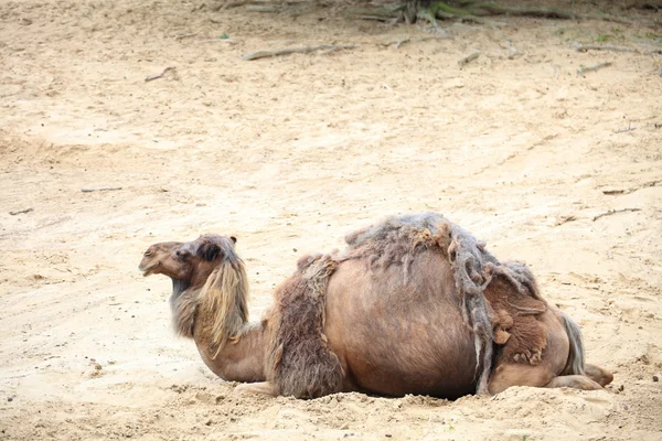 Cammello nel deserto animale — Foto Stock