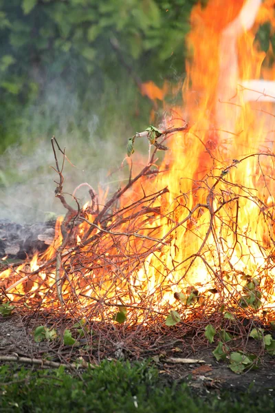 Feu de camp feu de camp été feu de forêt nature — Photo