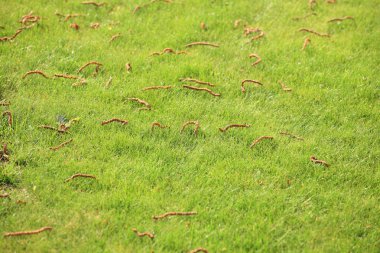 güzel Yeşil çimenler, mükemmel arka plan kesmek