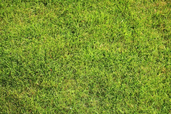 美しい緑の芝生は完全に背景をカットします。 — ストック写真