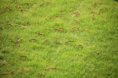güzel Yeşil çimenler, mükemmel arka plan kesmek