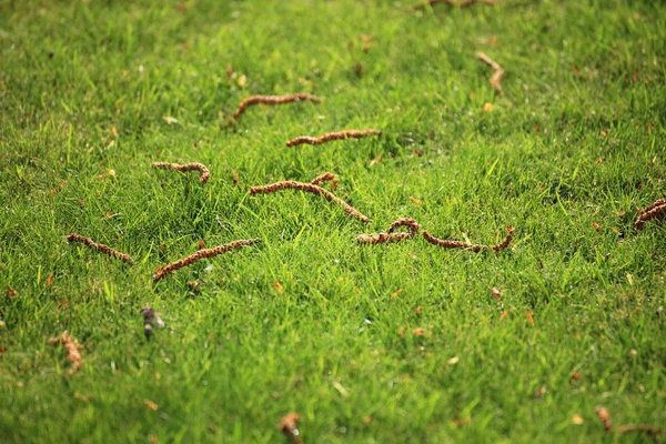 Beautiful green lawns perfectly cut background — Stock Photo, Image