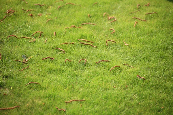 Beautiful green lawns perfectly cut background — Stock Photo, Image