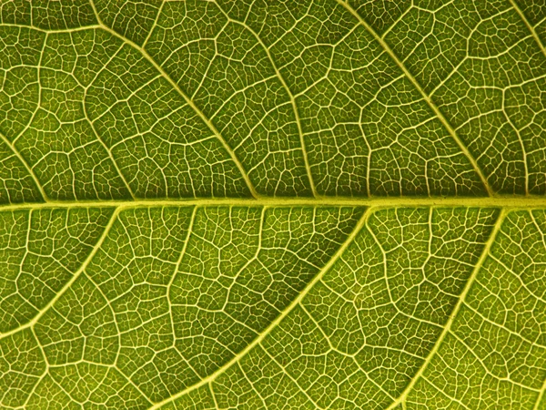 Close up the walnut leaf texture — Stock Photo, Image