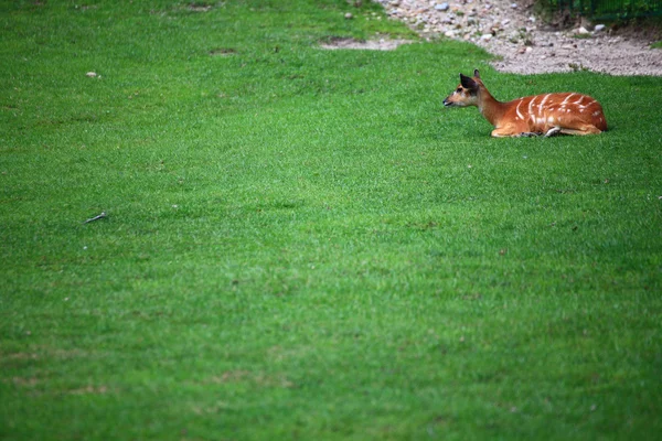 African Animal Sitatunga Tragelaphus spekii — Stock Photo, Image