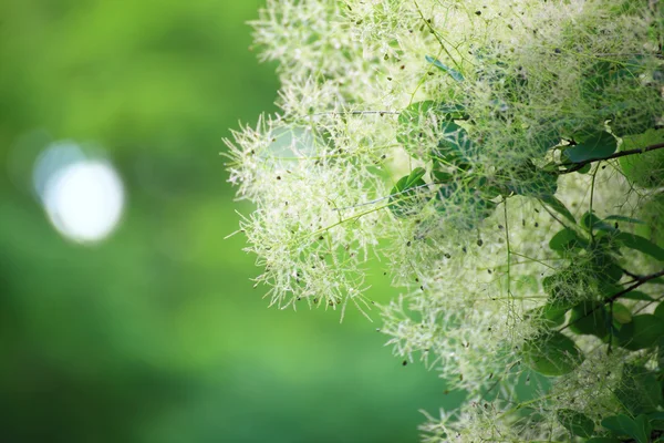 Grüne Blüte cotinus coggygria oder Smoketree — Stockfoto