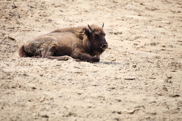 Visent dyr Europeisk bison, Polen – stockfoto