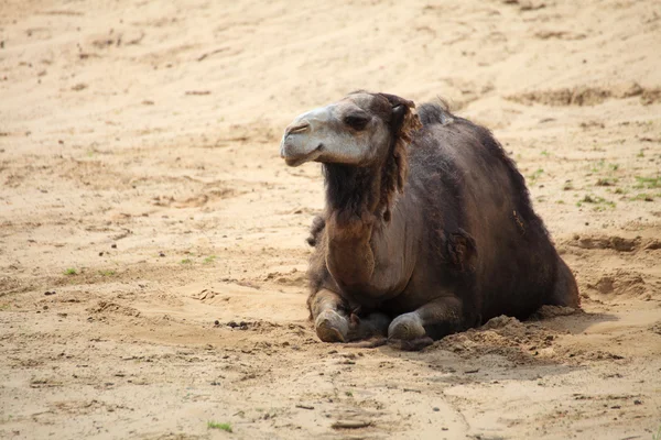 Camel in the desert animal — Stock Photo, Image