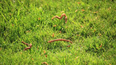 güzel Yeşil çimenler, mükemmel arka plan kesmek