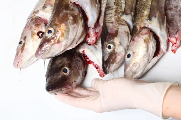 Cod fish — Stock Photo, Image