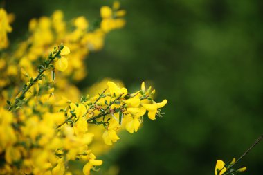 sarı çiçek yakın çekim yaz gün