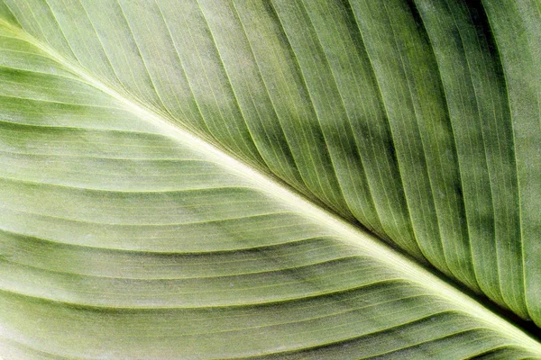 Green leaf — Stock Photo, Image