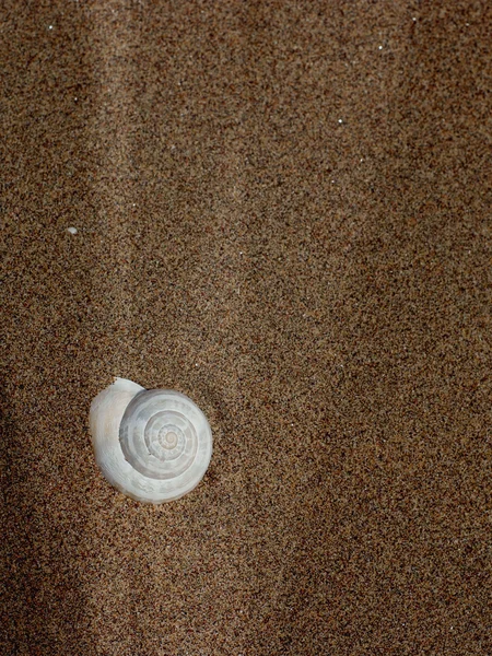 海贝壳砂作为背景 — 图库照片