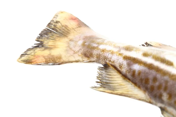 Cod fish — Stock Photo, Image