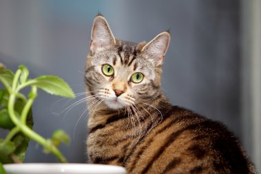 kedi ve çiçek penceresinde