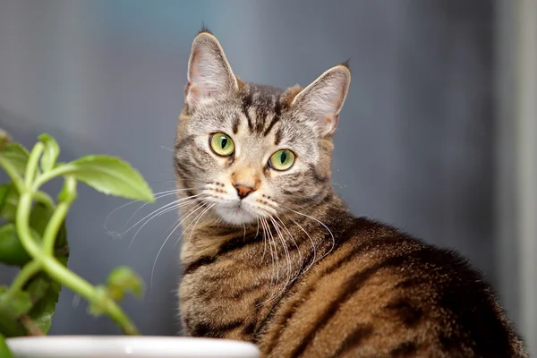 Kedi ve çiçek penceresinde — Stok fotoğraf