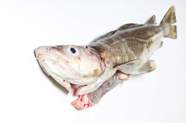 银鳕鱼 — 图库照片