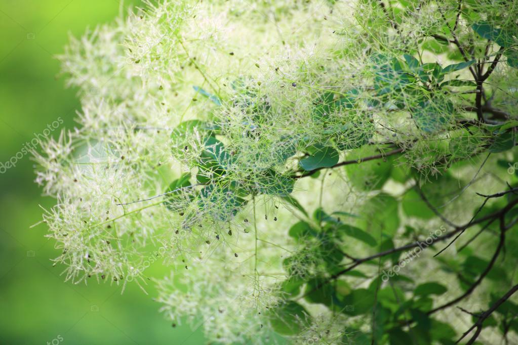 Grune Blute Cotinus Coggygria Oder Smoketree Stockfotografie Lizenzfreie Fotos C Lsaloni 25046559 Depositphotos