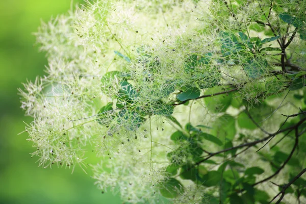 Zelená květina cotinus coggygria nebo smoketree — Stock fotografie