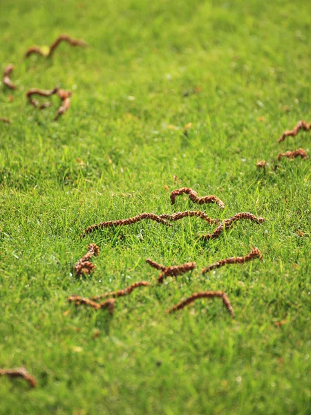 Beautiful green lawns perfectly cut background — Stock Photo, Image