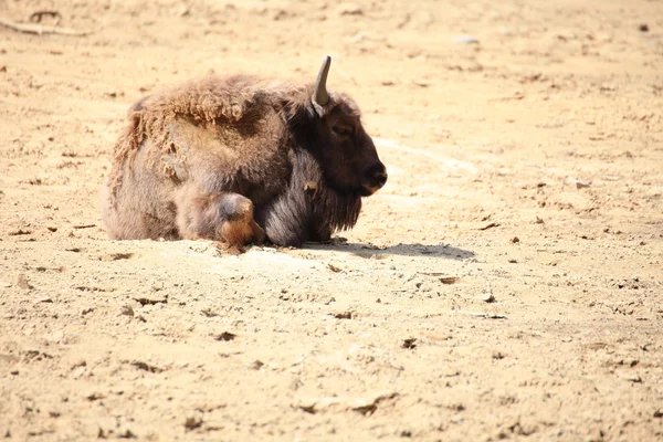 Мудрый зверь Европейский бизон, Польша — стоковое фото