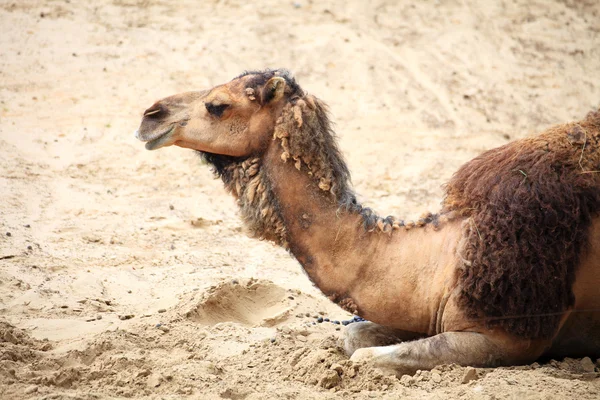 Camel in the desert animal — Stock Photo, Image