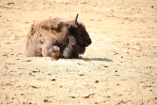 Bisonte europeo animale saggio, Polonia Foto Stock