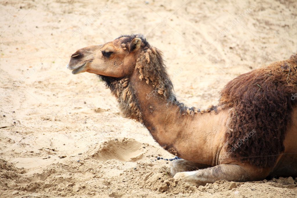 camel in the desert animal |图库照片08lech saloni#26106535