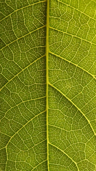 Close up the walnut leaf texture — Stock Photo, Image