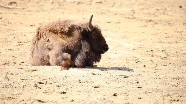 Wisent dierlijke Europese bizon, Polen — Stockfoto
