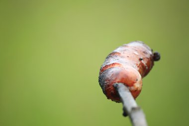 şenlik ateşi kamp ateşi yangın alevleri Steak Barbekü Izgara