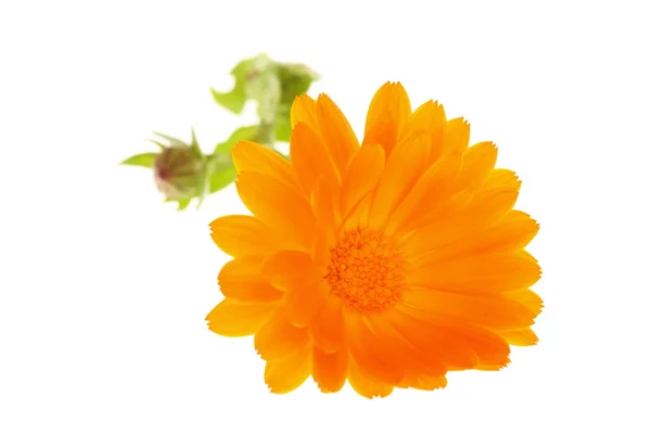Flor de margarita naranja amarilla — Foto de Stock