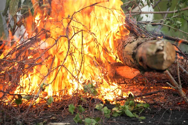 Bonfire lägereld brand sommaren skogsbrand natur — Stockfoto