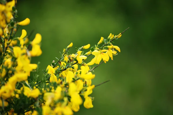 Желтый цветок закрывается днем летом Стоковая Картинка