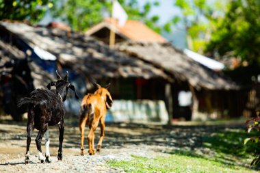 Keçiler yol boyunca yürüyorlar.