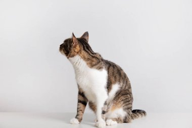 Kedi beyaz arka planda izole bir şekilde yukarı bakıyor. Tuhaf çizgili kediden kameraya Gri duvar arkaplanında kopya alanı ile izole edilmiş.