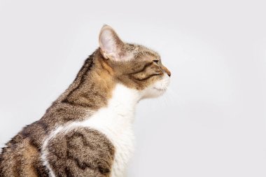 Yan görünüm, tuhaf çizgili kedinin profil portresi. Gri duvar arkaplanında özenle izole edilmiş görünüyor..