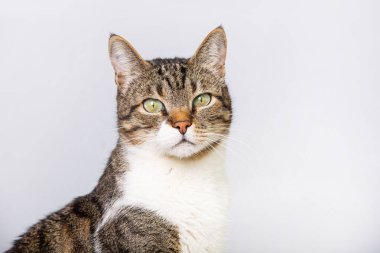 Kedi beyaz arka planda izole edilmiş kameraya bakıyor. Tuhaf çizgili kediden kameraya Gri duvar arkaplanında kopya alanı ile izole edilmiş.