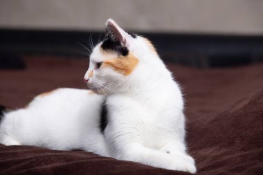 Sevimli kedi yavrusu kanepede uzanıyor, büyük odaklanmış gözleriyle merakla bekliyor. Siyah ve sarı benekli sevimli beyaz kedi .