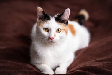 Kanepedeki sevimli kedi yavrusu, büyük odaklanmış gözleriyle meraklıdır. Siyah ve sarı benekli sevimli beyaz kedi .