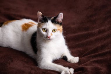 Kanepede oynayan sevimli bir kedi yavrusu, büyük odaklanmış gözleriyle meraklı bir tarafa bakıyor. Siyah ve sarı benekli sevimli beyaz kedi .