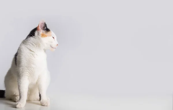 可爱的小猫坐在那里向左看 可爱的小白猫 黑色和黄色斑点呈灰色背景 有复制空间 可爱的宠物做广告 — 图库照片