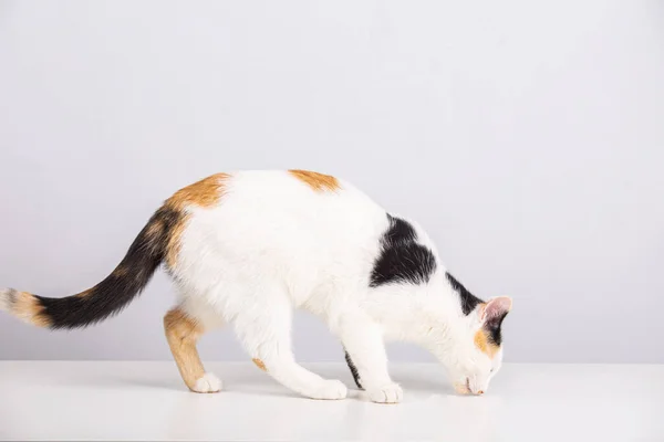 小猫咪行走的侧视图 在白色背景下与复制空间隔离 仔细地向下看 — 图库照片