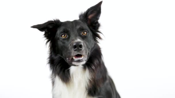 Portret Hond Ras Border Collie Witte Achtergrond Nieuwsgierig Naar Camera — Stockvideo